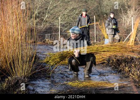 Annemarie O'Sullivan, Korbmacherin aus East Sussex, mit ihrem Team, das Weiden am Stadtrand von Horam für die Korbherstellung in England erntet. Stockfoto