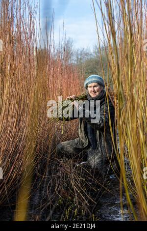 Annemarie O'Sullivan, Korbmacherin aus East Sussex, mit ihrem Team, das Weiden am Stadtrand von Horam für die Korbherstellung in England erntet. Stockfoto