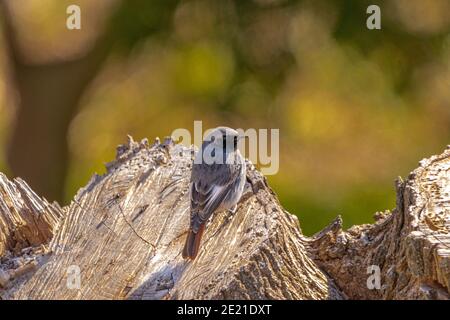 Phoenicurus ochruros, Männlich Schwarz Redstart sitzt auf einem Baumstumpf Stockfoto