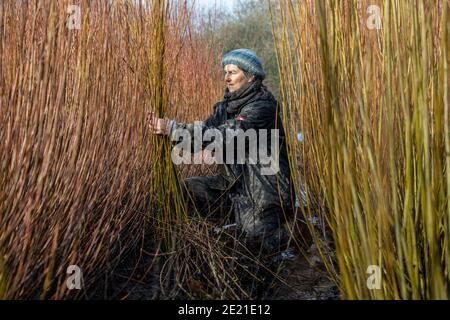 Annemarie O'Sullivan, Korbmacherin aus East Sussex, mit ihrem Team, das Weiden am Stadtrand von Horam für die Korbherstellung in England erntet. Stockfoto