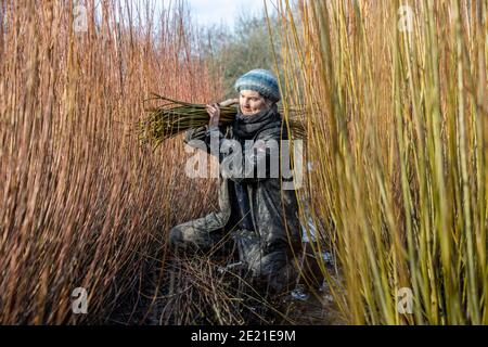 Annemarie O'Sullivan, Korbmacherin aus East Sussex, mit ihrem Team, das Weiden am Stadtrand von Horam für die Korbherstellung in England erntet. Stockfoto