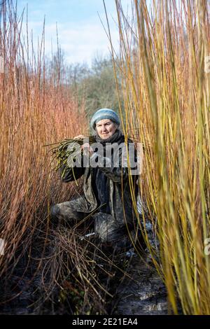 Annemarie O'Sullivan, Korbmacherin aus East Sussex, mit ihrem Team, das Weiden am Stadtrand von Horam für die Korbherstellung in England erntet. Stockfoto