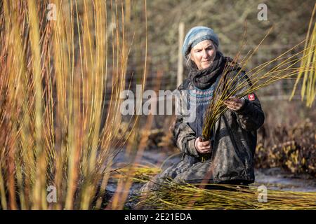 Annemarie O'Sullivan, Korbmacherin aus East Sussex, mit ihrem Team, das Weiden am Stadtrand von Horam für die Korbherstellung in England erntet. Stockfoto