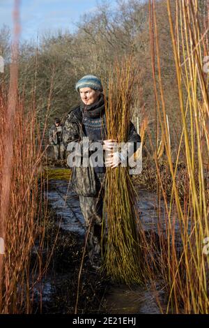 Annemarie O'Sullivan, Korbmacherin aus East Sussex, mit ihrem Team, das Weiden am Stadtrand von Horam für die Korbherstellung in England erntet. Stockfoto