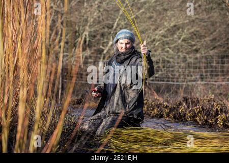 Annemarie O'Sullivan, Korbmacherin aus East Sussex, mit ihrem Team, das Weiden am Stadtrand von Horam für die Korbherstellung in England erntet. Stockfoto