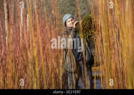 Annemarie O'Sullivan, Korbmacherin aus East Sussex, mit ihrem Team, das Weiden am Stadtrand von Horam für die Korbherstellung in England erntet. Stockfoto