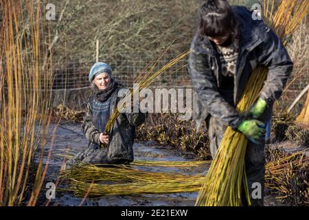 Annemarie O'Sullivan, Korbmacherin aus East Sussex, mit ihrem Team, das Weiden am Stadtrand von Horam für die Korbherstellung in England erntet Stockfoto