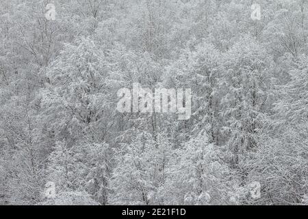 Helle Winterlandschaft mit schneebedeckten Bäumen Stockfoto