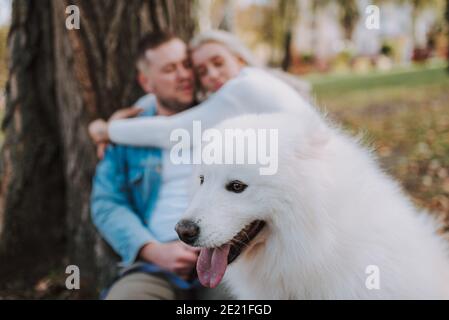 Samoyed Hund sitzt im Park mit seinen Besitzern im Hintergrund. Frau umarmt Mann Stockfoto