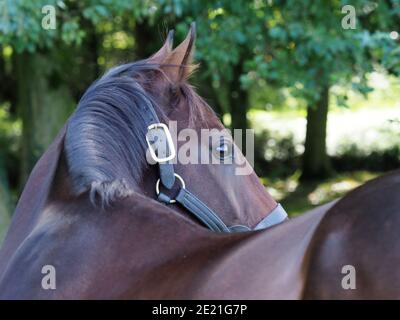 Eine Kopfaufnahme eines Lorbeer Vollblutpferdes in einem Kopfkragen Stockfoto