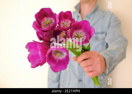 Ein Bouquet von lila Tulpen in den Händen der Männer. Ein Mann gibt Blumen. Stockfoto