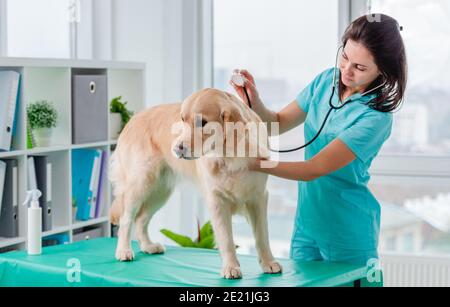 Tierarzt hören golden Retriever Hund mit Stetoskop in der Tierklinik Stockfoto