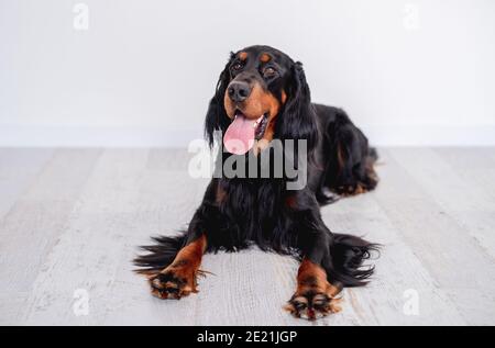 Schottischer Setter Hund, der auf dem Boden ruht Stockfoto