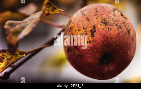 Der letzte gefleckte alte hässliche Winterapfel hängt an einem Ast Mit verwelkelten Blättern Stockfoto