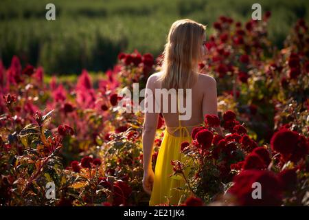 Ein schönes Modell von der Sonne von hinten in einem Feld voller roter Blumen betrachtet hinterleuchtet. Stockfoto