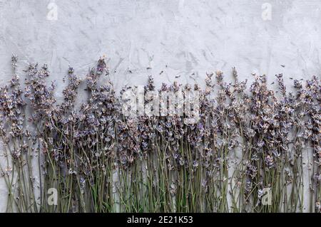 Trockene Lavendelblüten auf grauem Betongrund. Speicherplatz kopieren. Flach liegend. Draufsicht. Stockfoto