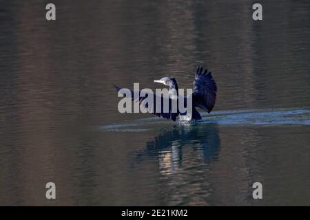 Kormoran (Phalacrocorax Carbo) Stockfoto