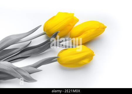 Frühlingshintergrund von gelben Tulpen auf weiß mit Platz für Text. Farbe des Jahres 2021 Stockfoto