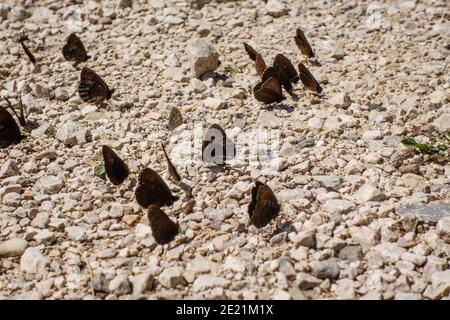 Nahaufnahme vieler Schmetterlinge, die auf weißen Kieselsteinen sitzen Stockfoto