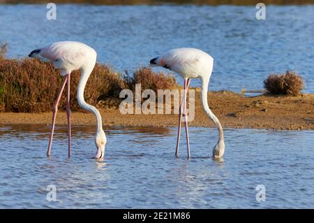 Flamingos (Phoenicopterus Roseus) Stillen im Estanyets de Can Marroig Salt Marsh (Ses Salines Natural Park, Formentera, Balearen, Spanien) Stockfoto