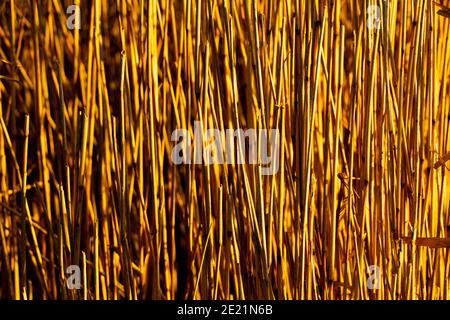 Nahaufnahme von trockenem Schilf in gelben und goldenen Farbtönen. Geringe Schärfentiefe. Stockfoto