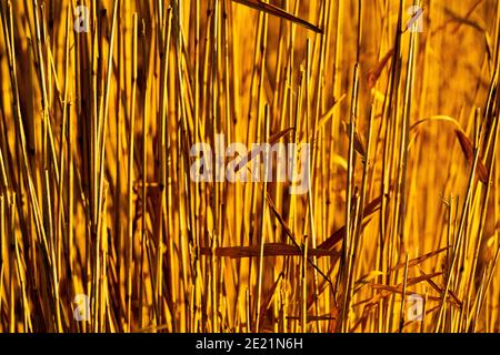 Nahaufnahme von trockenem Schilf in gelben und goldenen Farbtönen. Geringe Schärfentiefe. Stockfoto