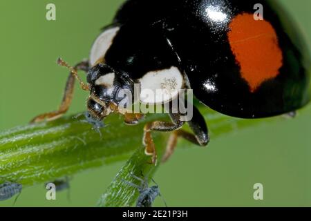 Asiatischer Marienkäfer frisst Blattlaus, asiatischer Marienkäfer frisst Blattlaus, Harlekin Marienkäfer frisst Pflanzenlaus, Harmonia axyridis frisst Schädling Stockfoto