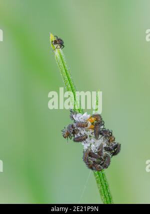 Geschlüpfter asiatischer Marienkäfer, harmonia axyridis, Larven auf ihren Eiern Stockfoto