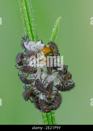Frisch geschlüpfte Harlekin-Ladybird-Larven Stockfoto