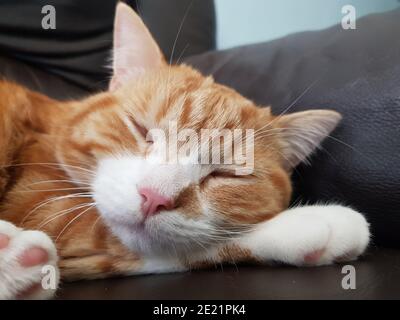 Nahaufnahme Porträt einer Ingwerkatze, die friedlich schläft. Stockfoto
