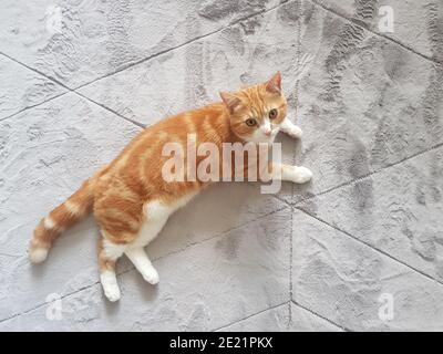 Liebenswert Ingwer Katze liegt auf einem hellgrauen Teppich mit einer entspannenden Zeit mit Kopie Raum um ihn herum. Stockfoto
