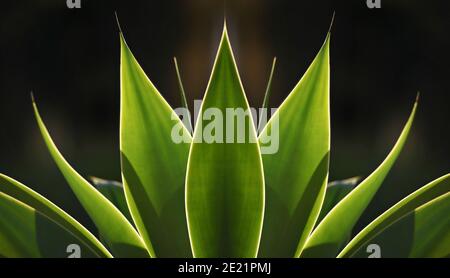 Agave attenuata (Fuchsenschwanz-Agave) eine einheimische, subtropische Zierpflanze mit symmetrisch hinterleuchteten, grünen, spindellosen Blättern auf dunklem Hintergrund. Stockfoto