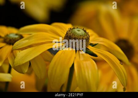 Helenium autumnale (gewöhnlicher Niesen) eine blühende Pflanze der Familie der Sonnenblumen. Stockfoto
