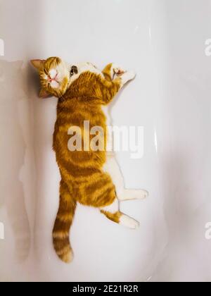 Ingwer männliche Katze entspannen in einer leeren Badewanne Stockfoto