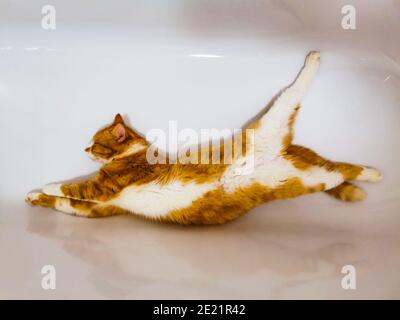 Ingwer männliche Katze entspannen in einer leeren Badewanne Stockfoto