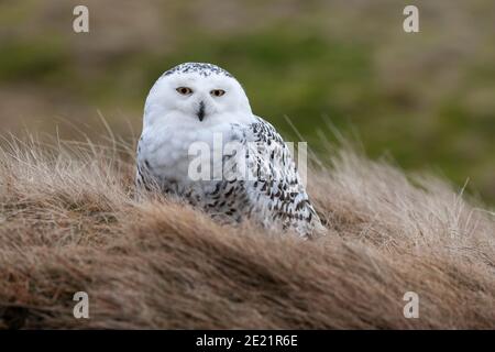 Schneeeule (Bubo scandiacus), kontrolliert, Cumbria, Großbritannien Stockfoto