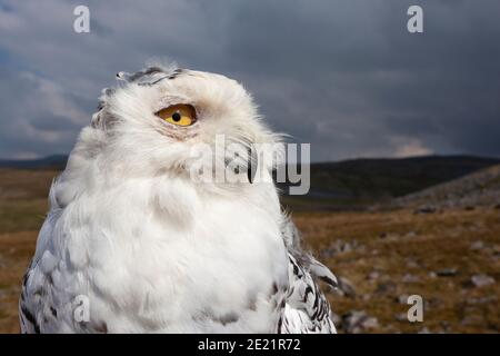 Schneeeule (Bubo scandiacus), kontrolliert, Cumbria, Großbritannien Stockfoto