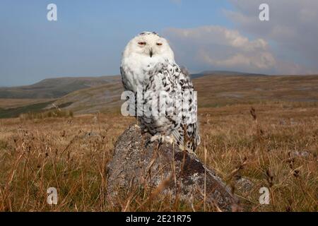 Schneeeule (Bubo scandiacus), kontrolliert, Cumbria, Großbritannien Stockfoto