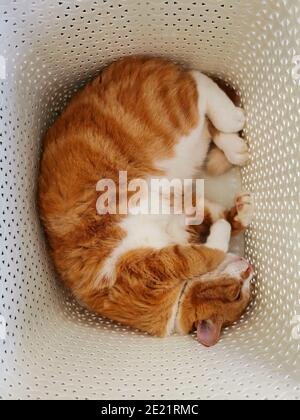 Ingwer Katze schlafen in einem Wäschekorb Stockfoto