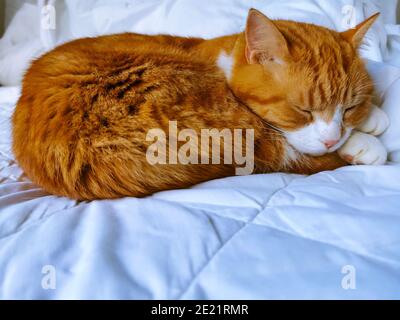 Ginger Katze friedlich schlafen auf weißen Bettwäsche Stockfoto