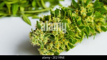 Selektive Fokusaufnahme von halbgetrocknetem Cannabis auf weißem Hintergrund Stockfoto