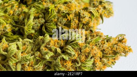 Selektive Fokusaufnahme von halbgetrocknetem Cannabis auf weißem Hintergrund Stockfoto