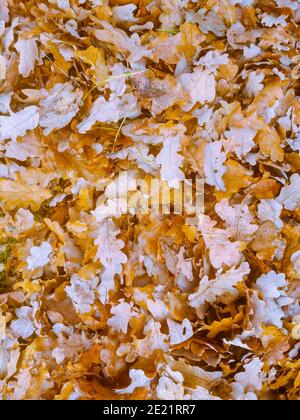 Braune Eichenblätter auf den Boden gefallen bilden eine perfekte Herbstteppich Stockfoto