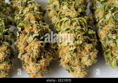 Selektive Fokusaufnahme von halbgetrocknetem Cannabis auf weißem Hintergrund Stockfoto