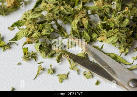 Selektive Fokusaufnahme von halbgetrocknetem Cannabis mit Schere auf A Weißer Hintergrund Stockfoto