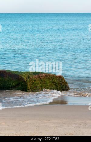 Gestein bedeckt mit grünen Algen am Ufer der Ostsee. Selektiver Fokus. Stockfoto