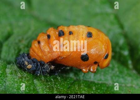 Pupa der sieben-Flecken-Marienkäfer Coccinella septempunctata Stockfoto