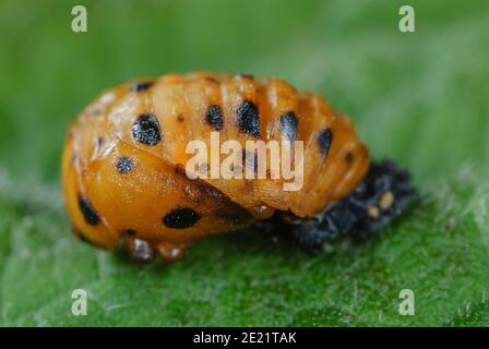 Seven Spot Ladybird Coccinella septempunctata pupa Stockfoto