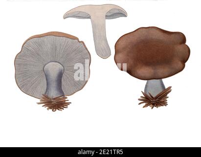 Agaricus [Tricholoma] personatus Pilze, pathogene Pilze aus dem Buch Sveriges ätliga och gifta svampar tecknade efter naturen under ledning [Schwedens essbare und giftige Pilze nach der Natur unter Anleitung gezogen] von Fries, Elias, 1794-1878; Kungl. Svenska vetenskapsakademien Veröffentlicht 1861 in Stockholm, Schweden Stockfoto