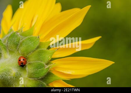 Marienkäfer, Coccinella septempunctata, auf Sonnenblumen Stockfoto